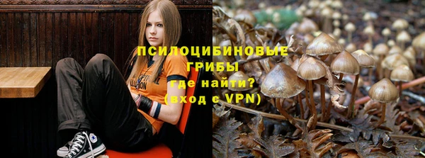 прущие грибы Бородино